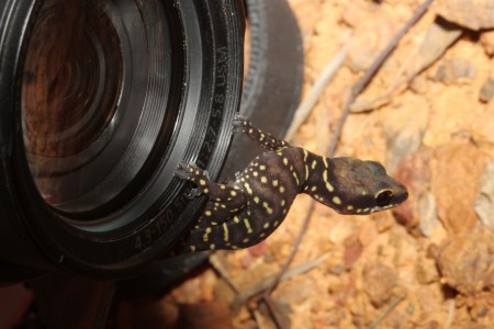 Northern Velvet Gecko Oedura castelnaui (young animal) Chillagoe, Australia